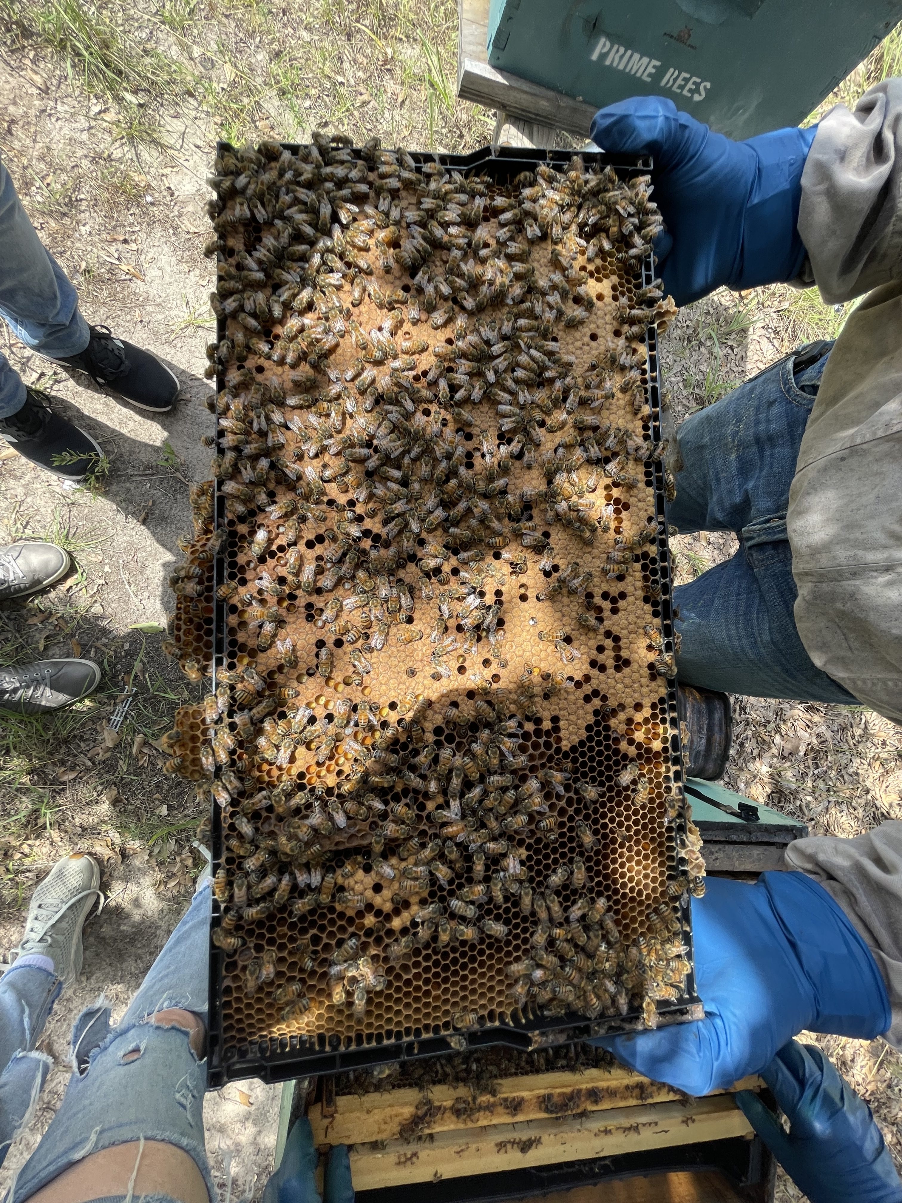 Beekeeping Lessons Hands On Beekeeping Experience At Prime Bees