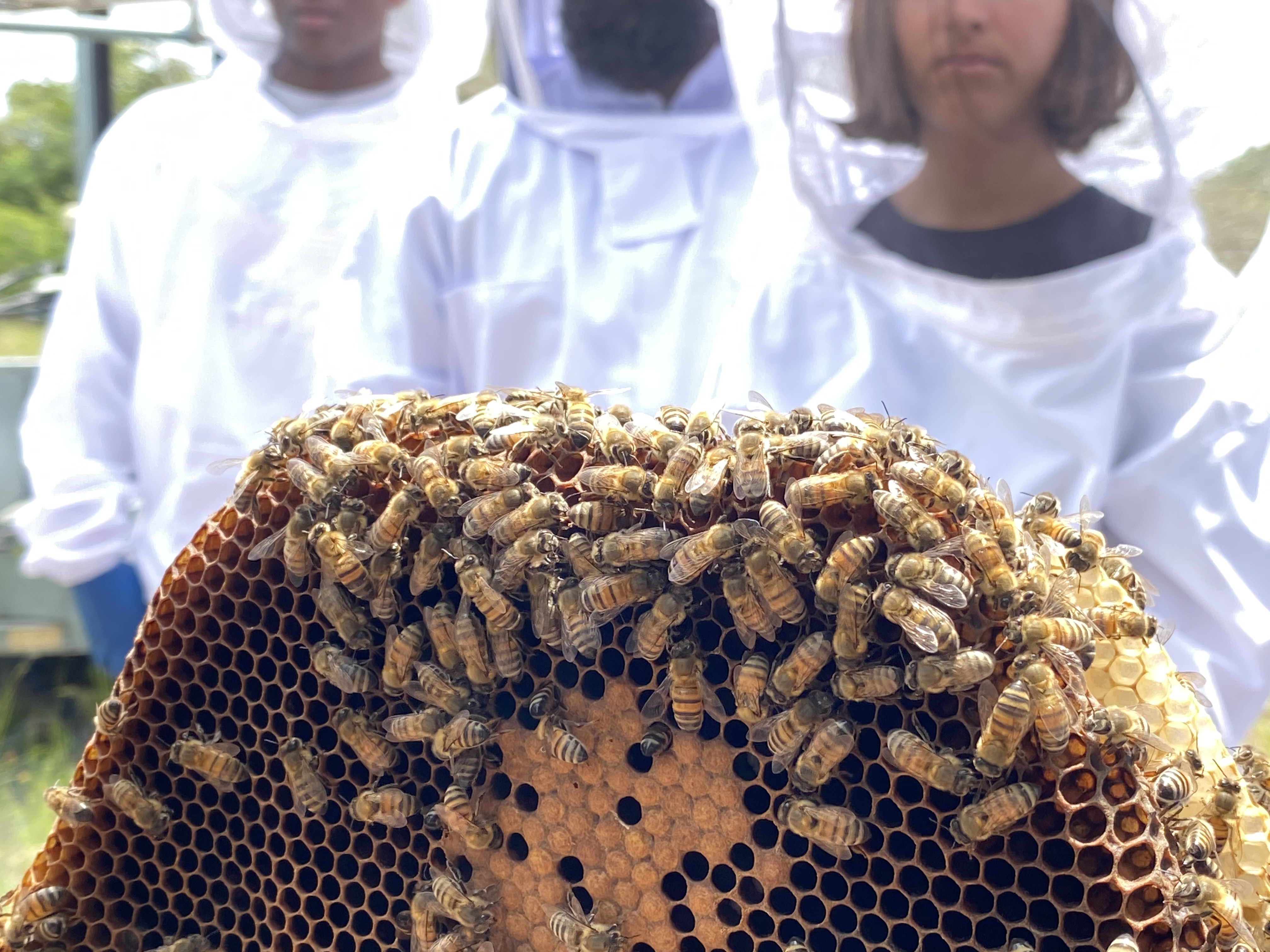 Prime Bees Beekeeping Lessons